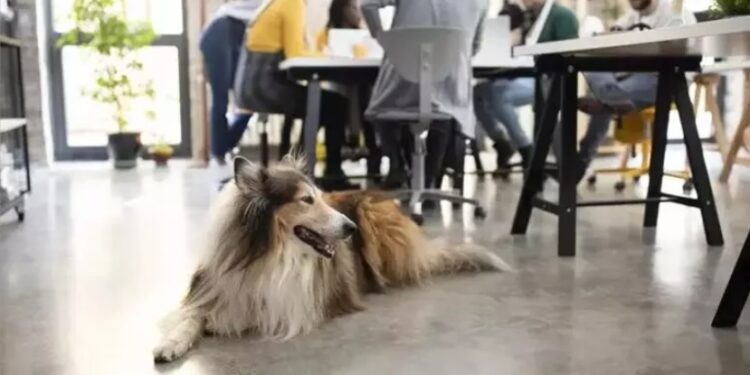 Un manual para que las oficinas sean «Pet friendly»