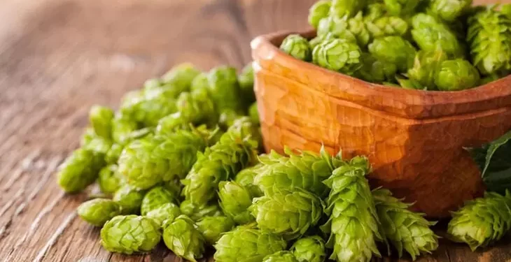 ¿Qué es el lúpulo y por qué es fundamental para la cerveza?