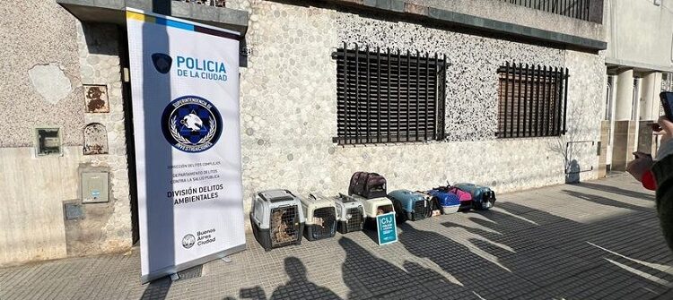Rescataron una docena de gatos hacinados