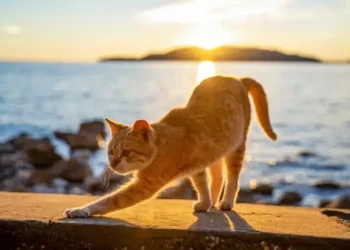 Los italianos aman a los gatos
