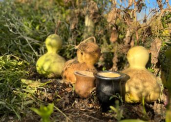 Creó una marca de mates que es furor y apuesta al mejoramiento genético de la calabaza para revolucionar la producción: el agrónomo que diversifica junto a su familia