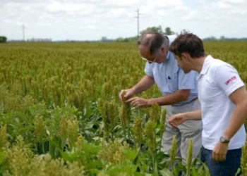 Cambia el sistema de fiscalización de semillas y se agregan nuevas categorías en el registro