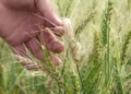 La sequía complica al trigo y se espera una pérdida del 10 % del rendimiento