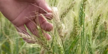 La sequía complica al trigo y se espera una pérdida del 10 % del rendimiento