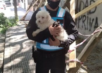57 Caniches Toy fueron rescatados en Flores durante un operativo por un criadero ilegal