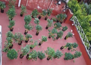Desmantelaron una sala de cultivo de cannabis en Villa Urquiza frente a una escuela: un detenido y 61 plantas secuestradas