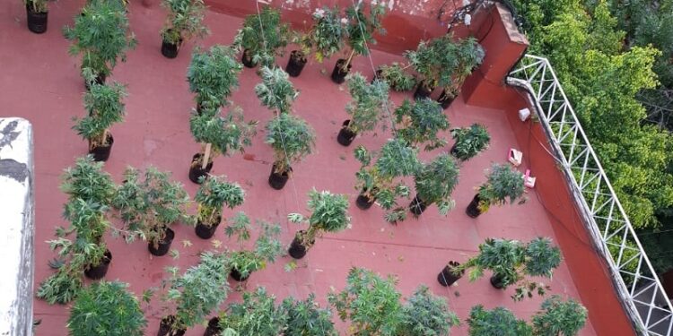 Desmantelaron una sala de cultivo de cannabis en Villa Urquiza frente a una escuela: un detenido y 61 plantas secuestradas