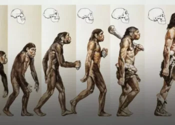 El cerebro humano creció durante el proceso de evolución