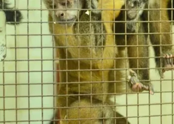 Trasladaron a Sudáfrica a 50 monos hallados en el sótano de un hospital en Saavedra