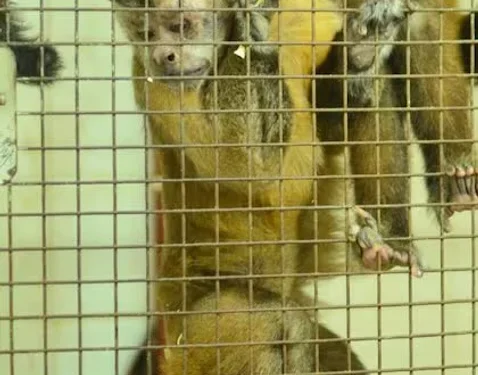 Trasladaron a Sudáfrica a 50 monos hallados en el sótano de un hospital en Saavedra