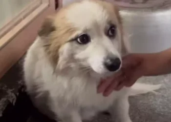 Un perrito queda solo tras el desastre aéreo pero busca familia