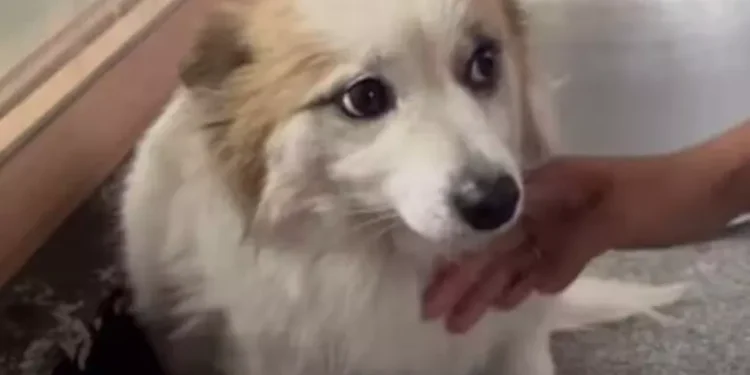 Un perrito queda solo tras el desastre aéreo pero busca familia