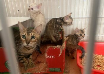 Rescataron 18 gatos y 15 perros en dos allanamientos
