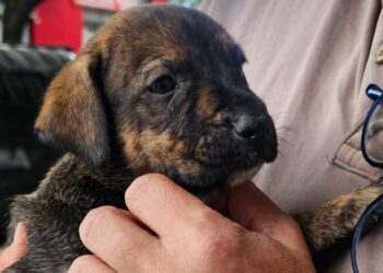 Rescatan cachorros en condiciones de maltrato que eran vendidos ilegalmente en Pompeya