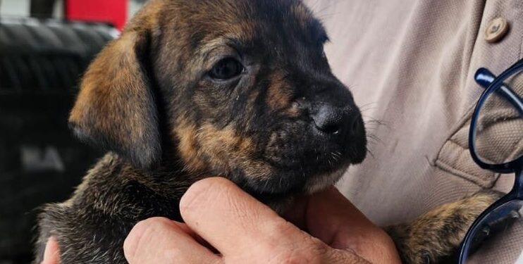 Rescatan cachorros en condiciones de maltrato que eran vendidos ilegalmente en Pompeya