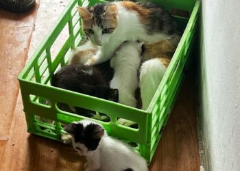 Rescataron 42 gatos y 8 perros hacinados tras desbaratar dos criaderos ilegales en Caballito y Devoto