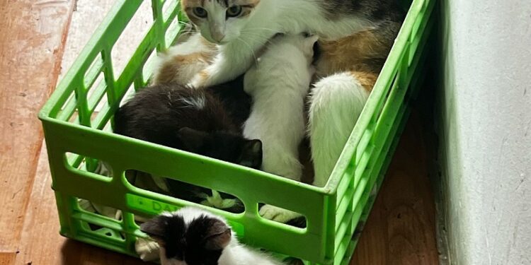 Rescataron 42 gatos y 8 perros hacinados tras desbaratar dos criaderos ilegales en Caballito y Devoto