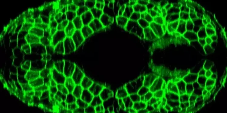 Quienes trabajan de noche envejecen más rápido