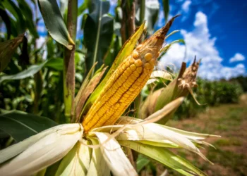 La revolución del maíz: las primeras huellas de cómo el cereal de América lo cambió todo