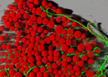 Descubren mecanismo molecular para quemar grasas
