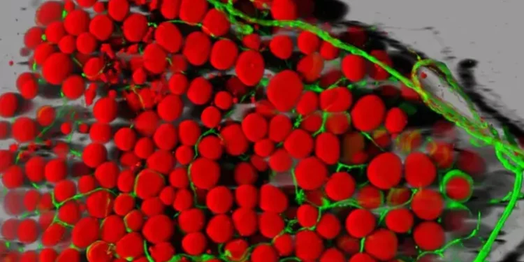 Descubren mecanismo molecular para quemar grasas