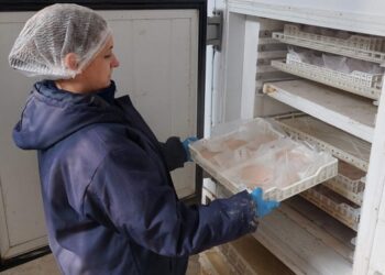 Diseñan en Argentina una línea de producción para incrementar el valor del pacú