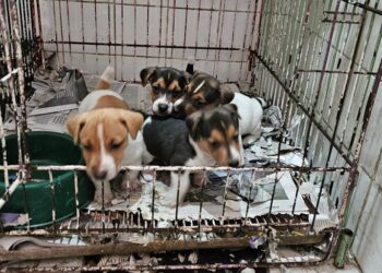 Clausuran una veterinaria en Villa Crespo que operaba como criadero clandestino y rescatan seis perros