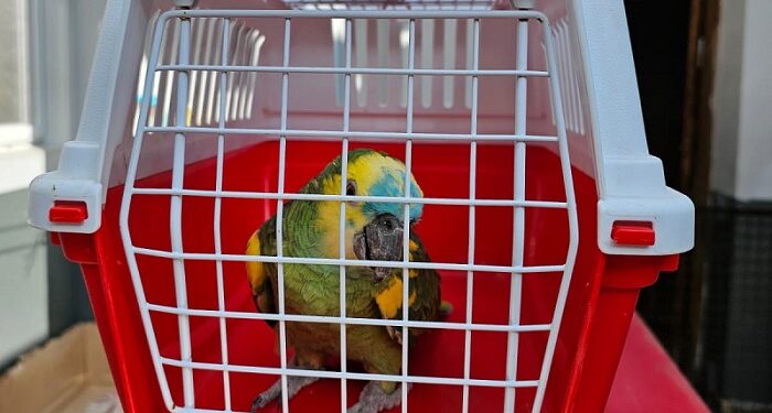 Trece perros y un loro rescatados en Villa Urquiza