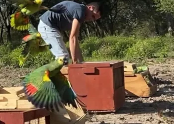 Loros habladores fueron capturados y devueltos a su hábitat natural