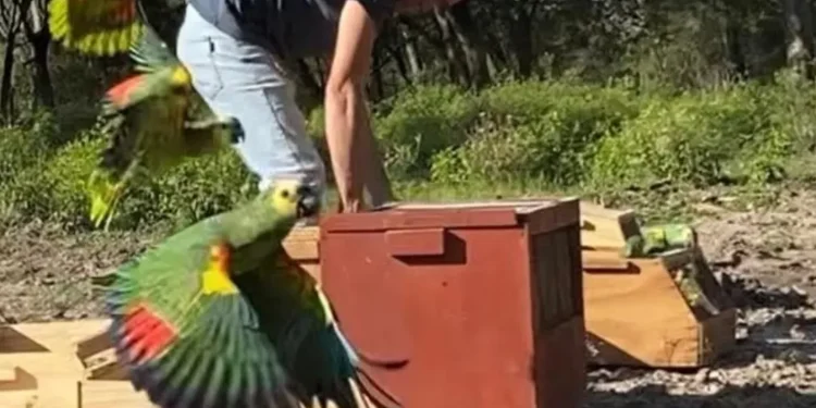 Loros habladores fueron capturados y devueltos a su hábitat natural