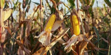 Argentina vuelve al mercado de deuda con alto costo y el agro aporta divisas clave