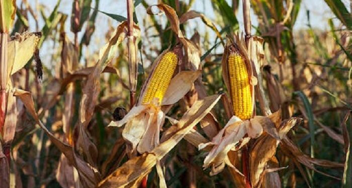 Argentina vuelve al mercado de deuda con alto costo y el agro aporta divisas clave
