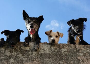 Aseguran que los perros criollos están llenos de cualidades únicas que los hacen ideales como mascotas