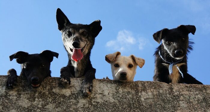 Aseguran que los perros criollos están llenos de cualidades únicas que los hacen ideales como mascotas