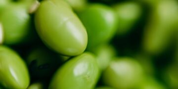 La soja cae por biocombustibles y presión financiera, mientras el mercado espera señales climáticas de EE.UU.