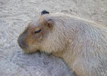 Captan a un carpincho durmiendo y roncando. Se vuelve viral por su ternura