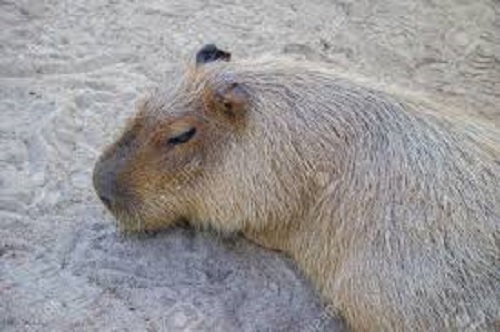 Captan a un carpincho durmiendo y roncando. Se vuelve viral por su ternura