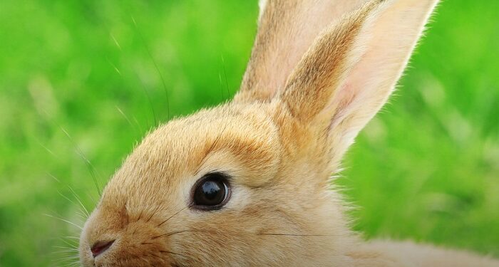 Avance histórico por los derechos de los animales en Brasil