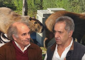 Daniel Scioli quiere llevar los carpinchos a una especie de Santuario en San Fernando o Tigre