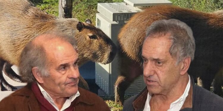 Daniel Scioli quiere llevar los carpinchos a una especie de Santuario en San Fernando o Tigre