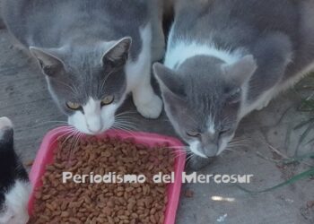 Las gatas reconocen a sus hijos cuando crecen