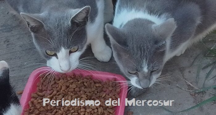 Las gatas reconocen a sus hijos cuando crecen