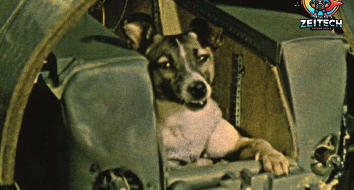 Laika fue el primer ser vivo en orbitar la tierra, pero murió sola en el espacio