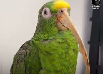 Rescatan a loro que estuvo 32 años encerrado en una jaula en condiciones deplorables