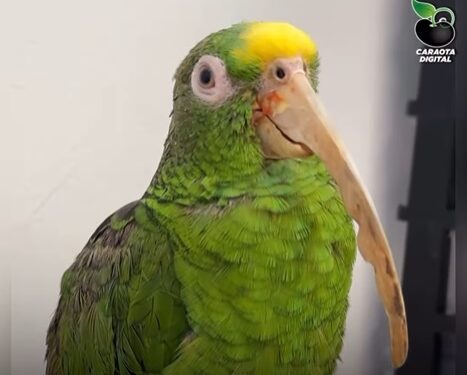 Rescatan a loro que estuvo 32 años encerrado en una jaula en condiciones deplorables