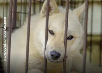 Corea del Sur aprobó la Ley que prohíbe comer carne de perro
