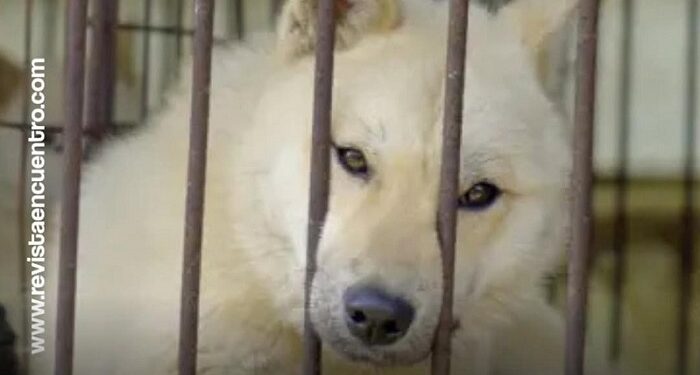 Corea del Sur aprobó la Ley que prohíbe comer carne de perro