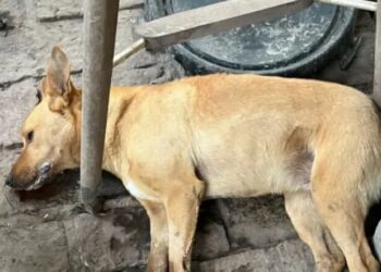 Envenenaron a más de diez perros de un refugio en el Conurbano bonaerense