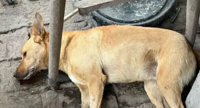 Envenenaron a más de diez perros de un refugio en el Conurbano bonaerense