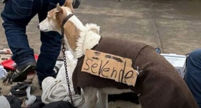 Capuchino, el galgo vendido como un mueble, por su propio dueño